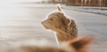 Epilepsie bij honden behandeling en symptomen