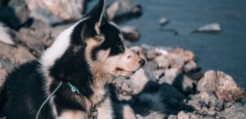 Top 10 Scandinavische hondenrassen