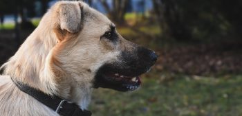De 6 beste hondenfietskarren in 2022