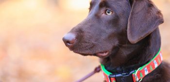 De 5 beste lichtgevende halsbanden voor honden in 2022