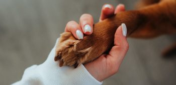 De 5 beste nagelknippers voor honden in 2022