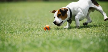 De 6 beste speelgoed ballen voor honden in 2022