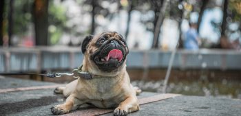 Top 8 Chinese hondenrassen