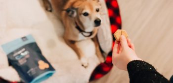 Is glycerine in hondenvoer en snacks slecht voor honden?