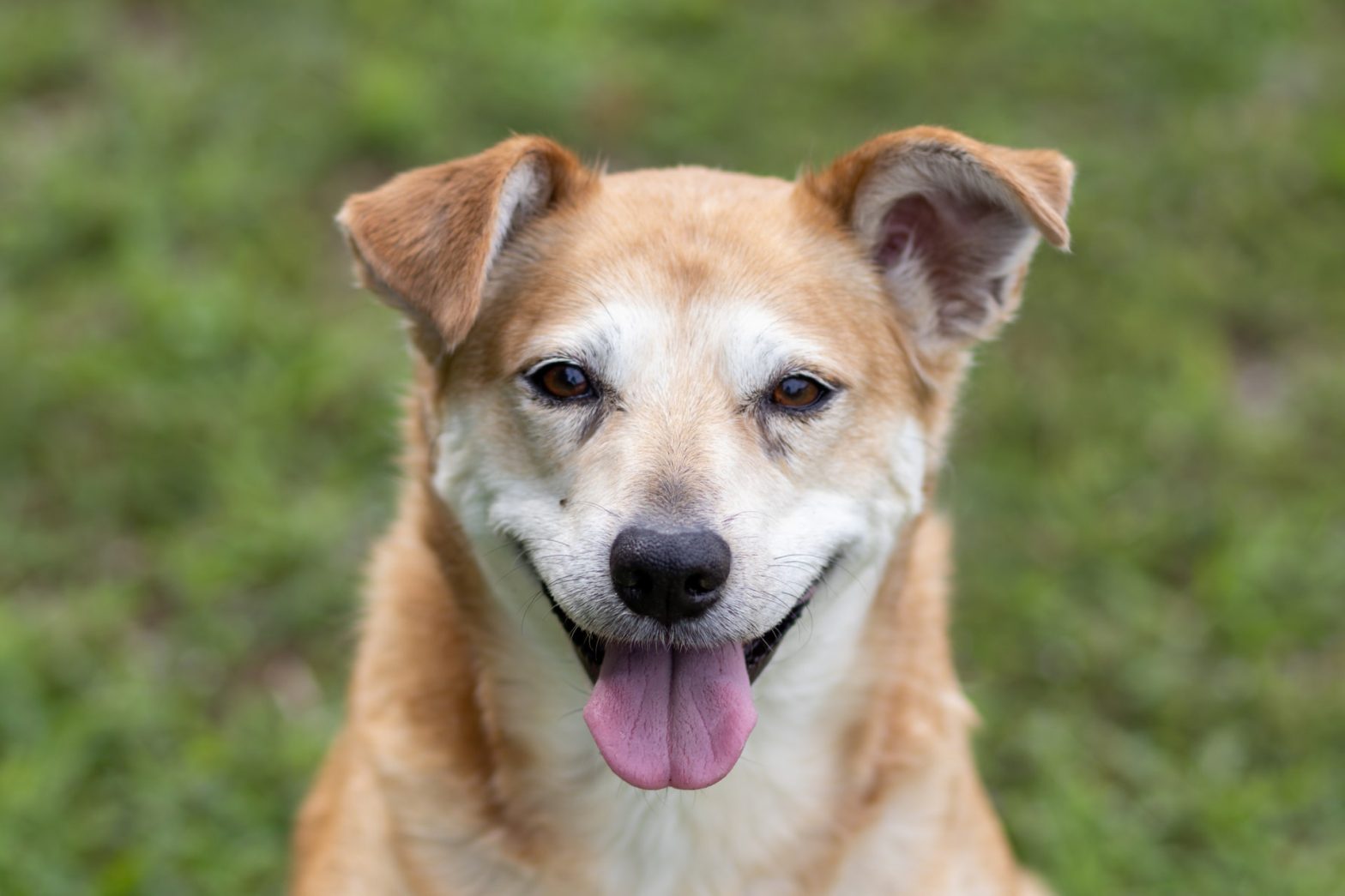 Waarom krijgen honden de hik? - Hondpedia