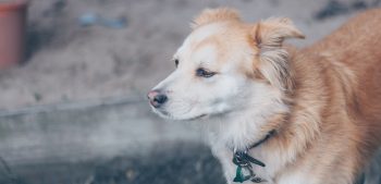 Waarom huilen honden bij het horen van een sirene?