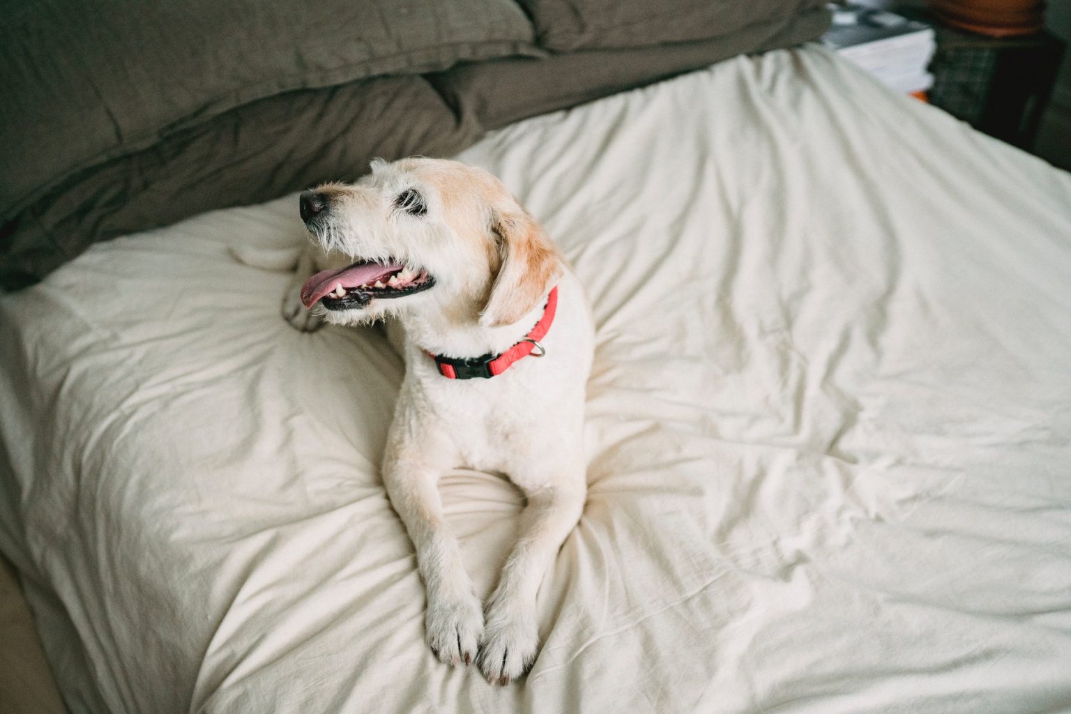 Waarom krabt mijn hond aan mijn lakens? Hondpedia Waarom krabt mijn hond aan mijn lakens? Hondpedia