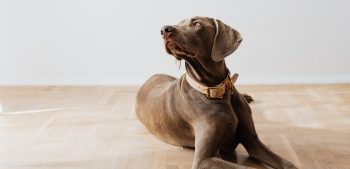 Bronnen van omega-3 voor honden en hoeveel ze dagelijks nodig hebben