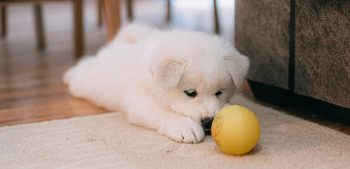 Waarom houden honden van piepend speelgoed?