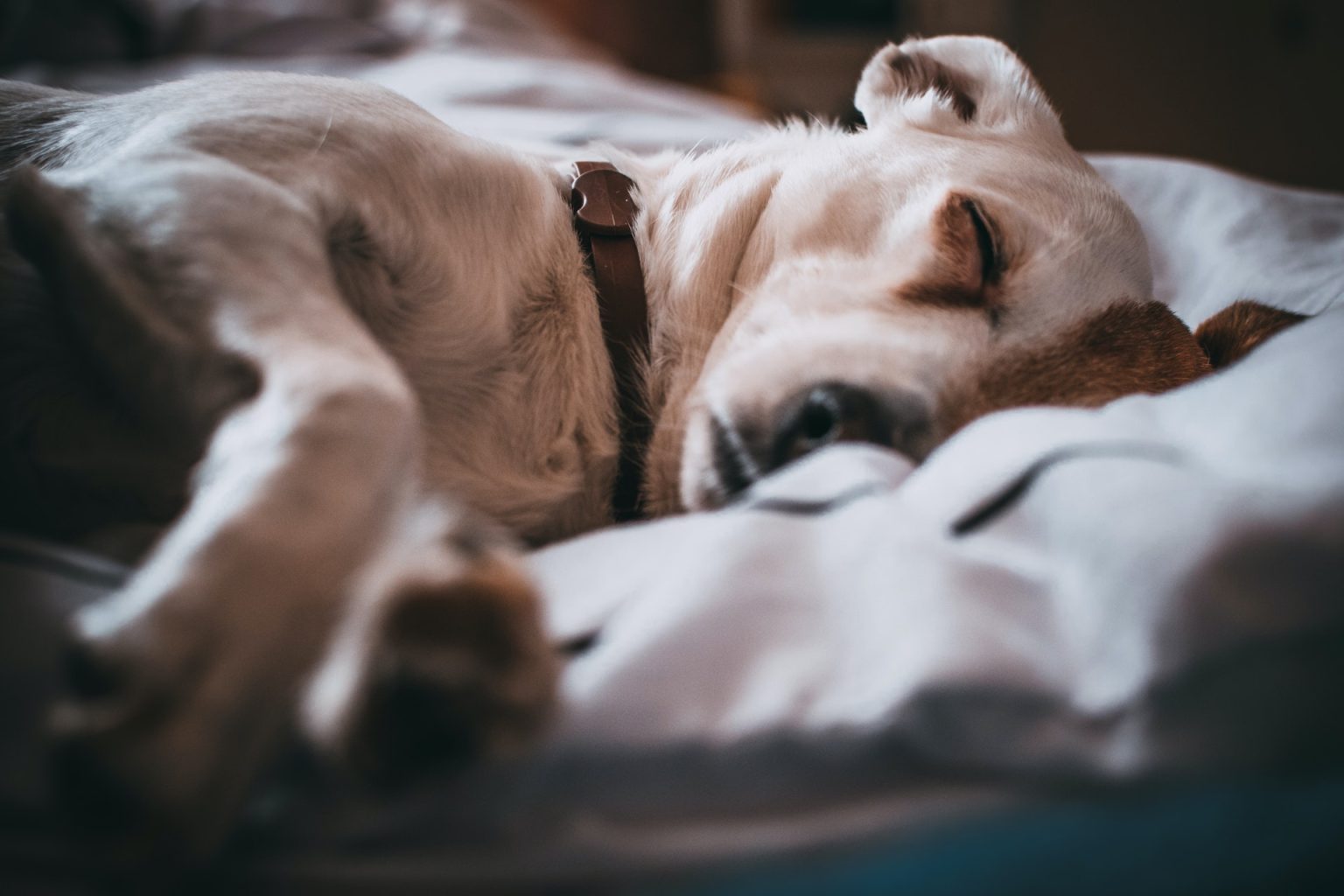 Waarom slapen honden met hun kont naar je toe? Hondpedia Waarom slapen honden met hun kont naar je toe? Hondpedia