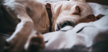 Waarom slapen honden met hun kont naar je toe?