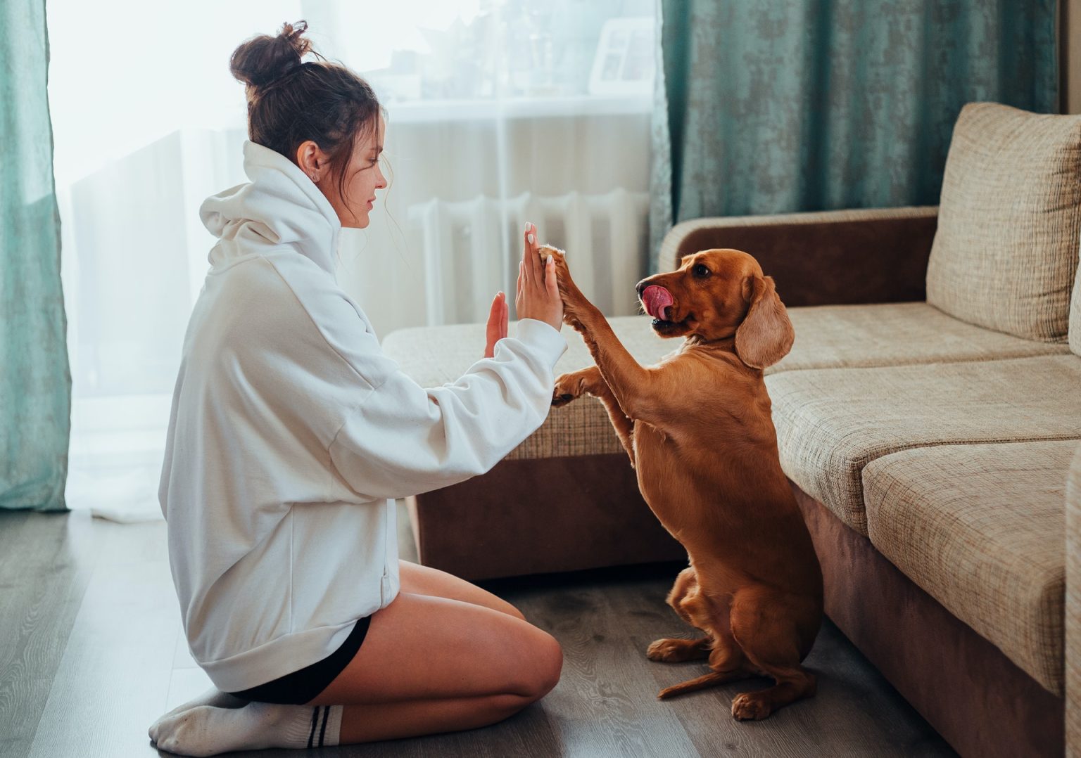 Mijn hond staart naar mij als ik slaap Hondpedia