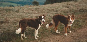 Top 10 hondenrassen voor het jagen op truffels