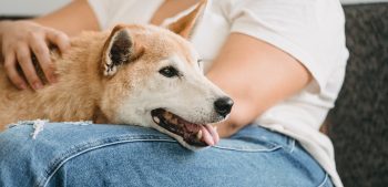 Top 22 gezondste hondenrassen met de minste gezondheidsproblemen