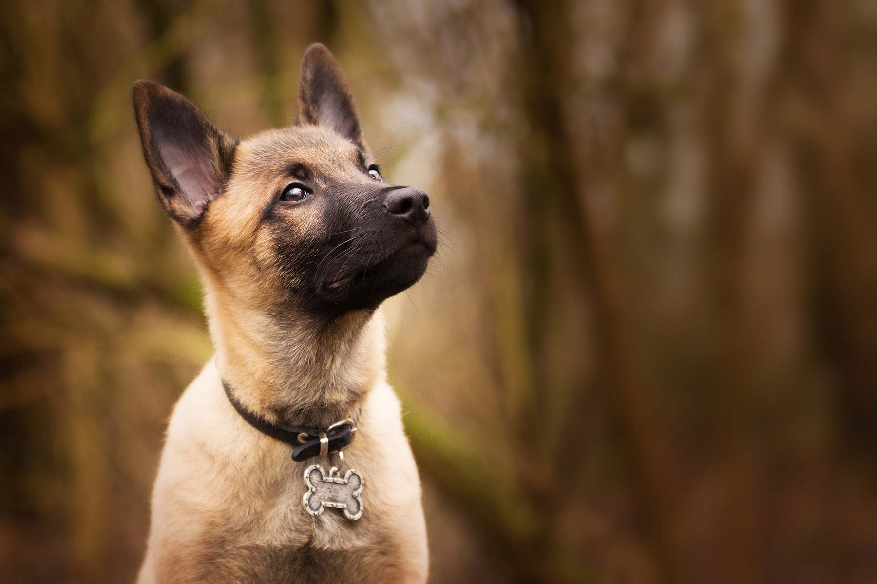Spektakel Plasticiteit titel De 6 beste hondenpoepschepjes in 2023￼ - Hondpedia