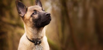 De 6 beste hondenpoepschepjes in 2022