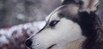 Top 3 hondenrassen uit Alaska