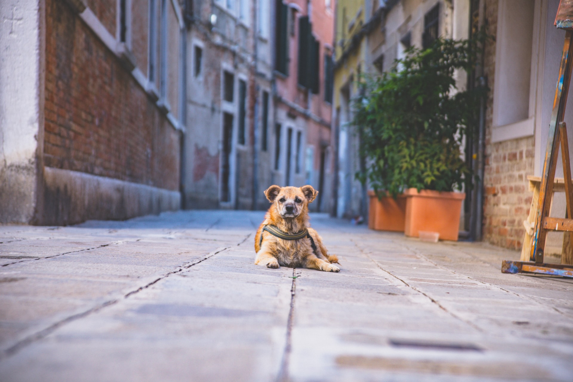 italiaanse hondennamen