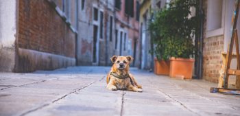 Meer dan 200 Italiaanse hondennamen met betekenis