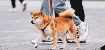 Meer dan 150 leuke Japanse hondennamen met betekenis