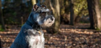 Meer dan 150 Schotse hondennamen met betekenis
