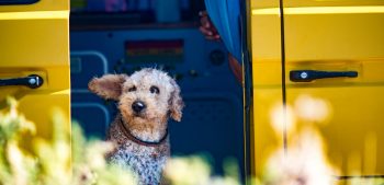 Meer dan 250 leuke Spaanse hondennamen met betekenis