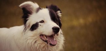 Top 13 makkelijkst te trainen hondenrassen