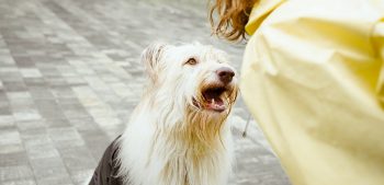 Top 22 tips om voor je hond te zorgen
