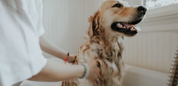 Tips voor het wassen van uw hond