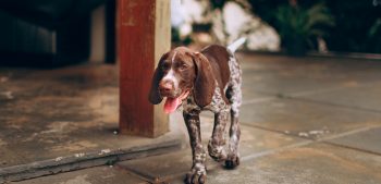 Top 10 tekenen van uitdroging bij honden