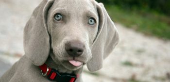 Top 10 bronnen van vetten voor honden