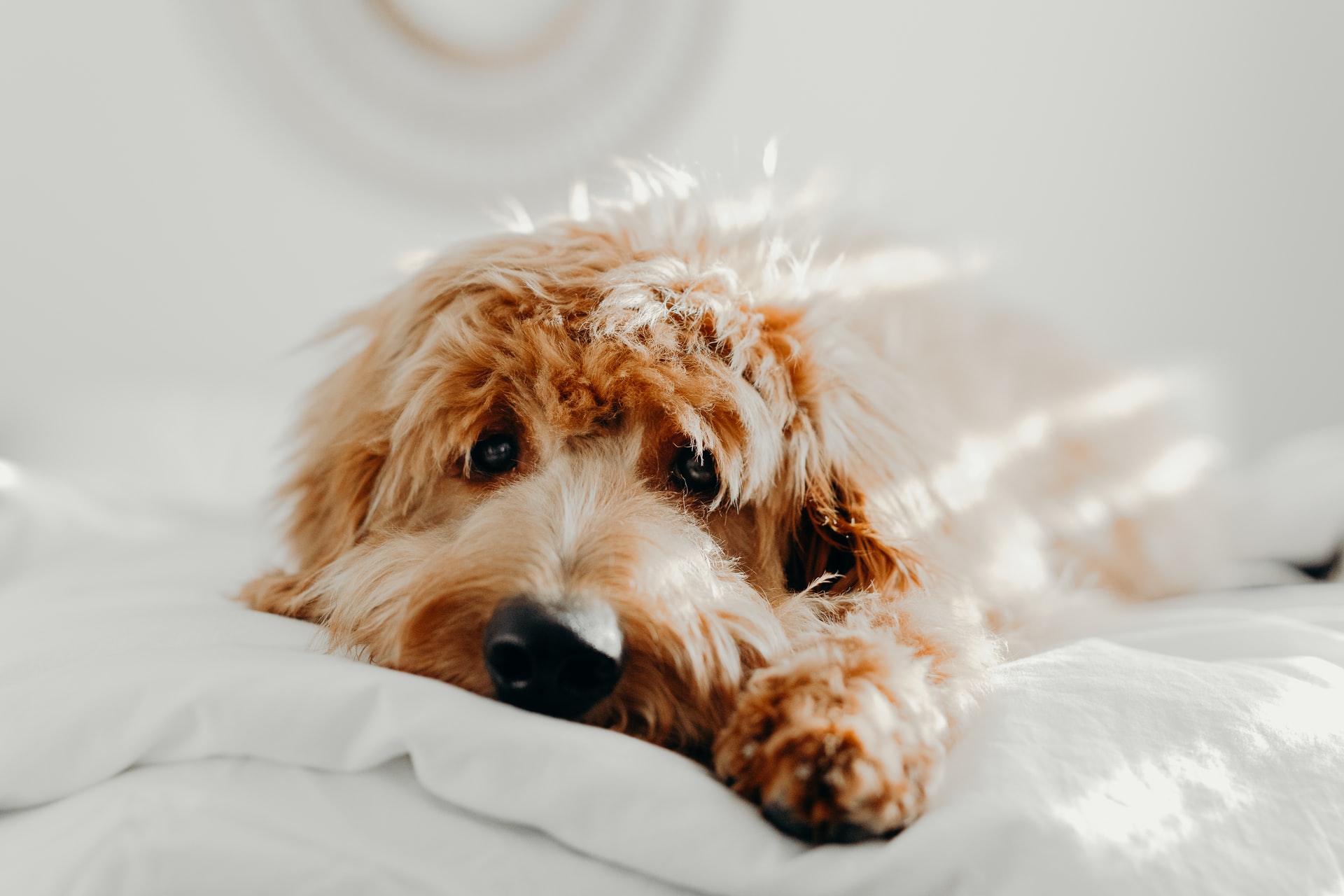 waarom plast hond in bed