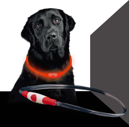 Led Dog Band USB | BEE SAFE -RED- | Dier verlichting | Hondenband LED
