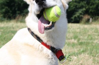 beste-ballenwerper-hond