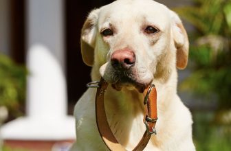 beste-brede-halsband-hond
