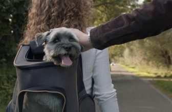 beste-honden-draagtassen