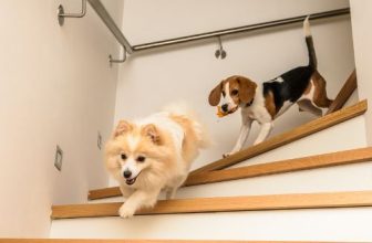 traplopen-goed-voor-hond-of-niet