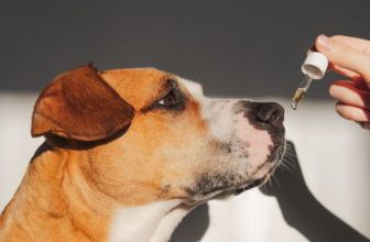 beste-zalmolie-voor-honden