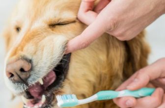 gebitsverzorging-van-een-hond