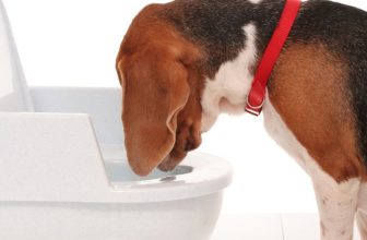 hond-braakt-en-eet-het-daarna-weer-op