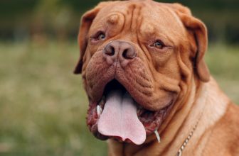 welk-voer-als-hond-winderig-is