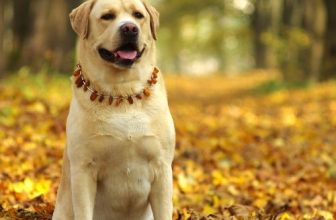 hoe-groot-wordt-de-labrador-retriever