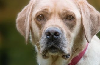 hoe-oud-wordt-de-labrador-retriever