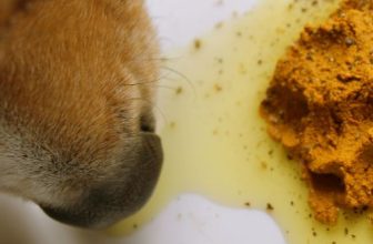supplememt-voor-huisdieren