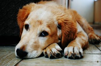 gelukkig hond