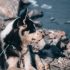 Is glycerine in hondenvoer en snacks slecht voor honden?