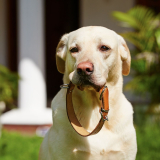 Beste brede halsbanden voor honden in