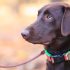 De 6 beste speelgoed ballen voor honden in 2025