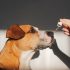 Hoe lang is een hond zwanger?