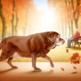 Beweging oudere Labrador Wat Iedere Labrador Eigenaar Moet Weten